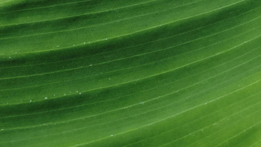 The effect of green algae in cosmetics