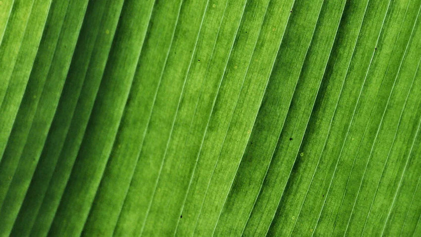 Centella Asiatica – this is how it strengthens your cosmetic routine