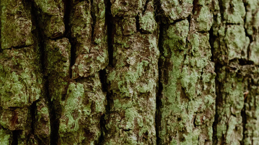 Soap bark tree extract – a good approach for cleansing the skin