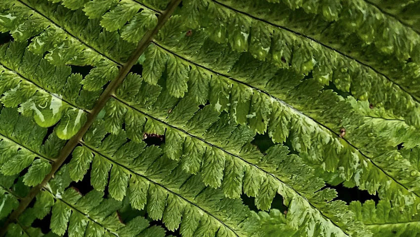 Pennywort extract – sustainable protection for skin and eyes