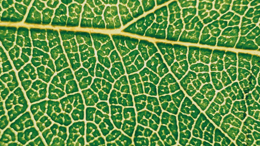 Asian pennywort – gentle effect on your skin