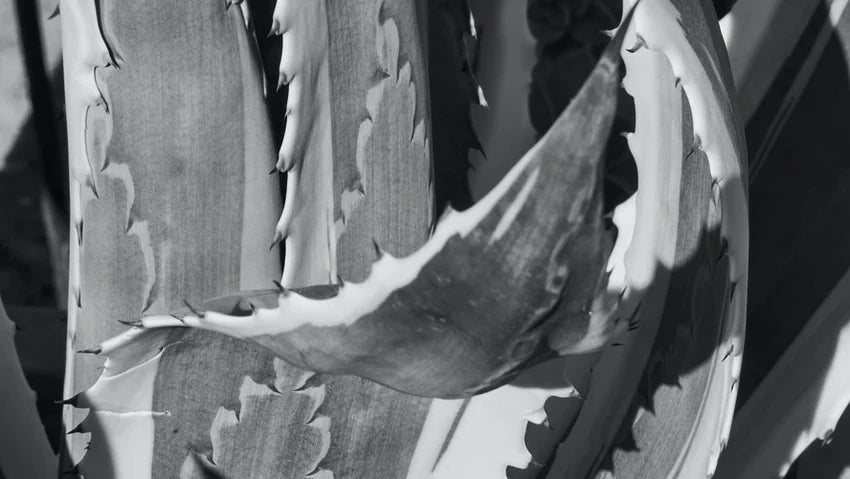 Prickly pear extract – natural variety for facial care