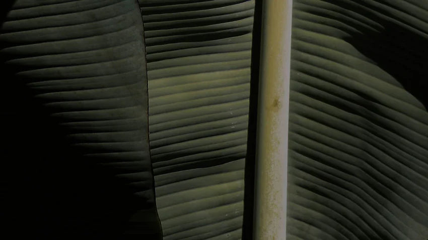 Neem – this is how the ingredient in your cosmetics works