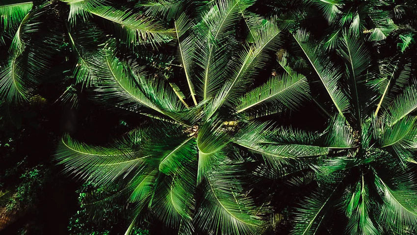 Kokostenside – ideal for the fat-dissolving power of your cosmetics