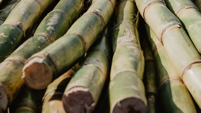 Sugar cane extract as a natural active ingredient for cosmetics