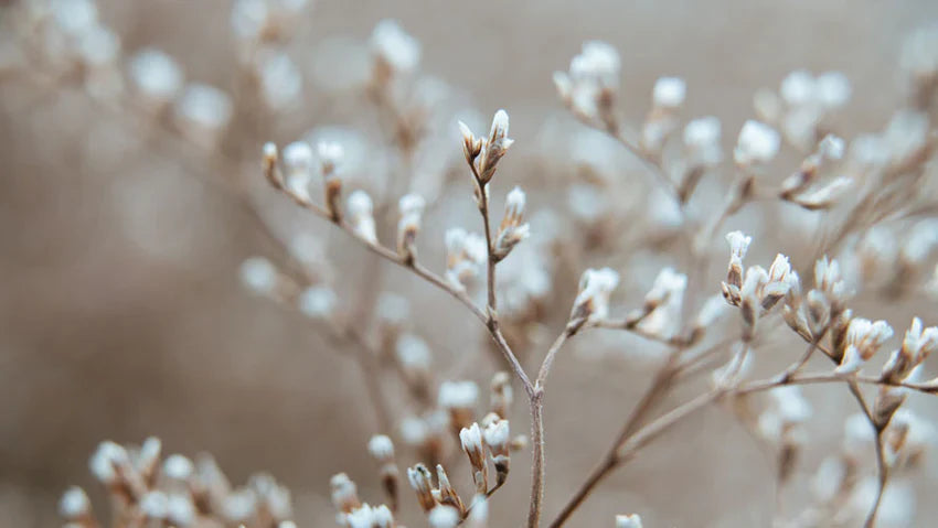 Madecassoside – practical protection against dryness