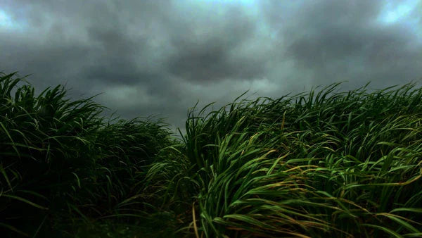 Saccharum officinarum – a good additive for the skin